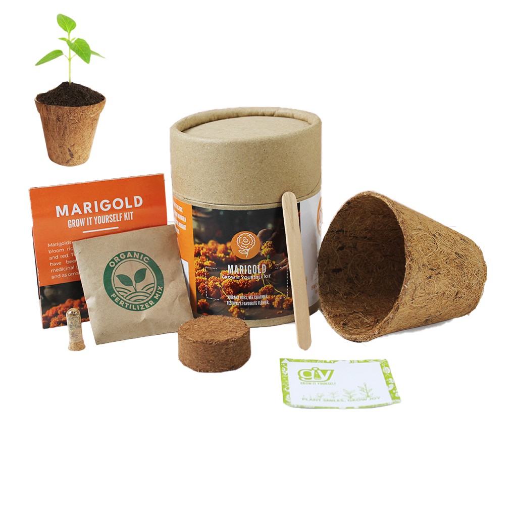 REGAL HOMEWARE Marigold Seeds with Coir Pot, Coir Pot Biodegradable Garden Nursery Coco Natural kit. Eco-Friendly Seed Germination Kits
