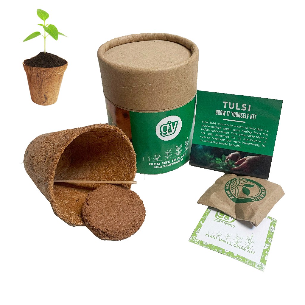 REGAL HOMEWARE Tulsi Seeds with Coir Pot, Germination Kits 100% Eco-Friendly Biodegradable Garden Nursery Coco Natural Cup kit